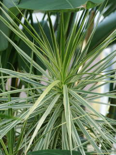 縁が白い品種(ドラセナ・コンシンネ)