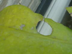 ナメクジに食べられた月下美人の葉