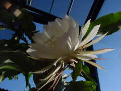 朝まで咲く月下美人