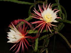 夜の女王の仲間