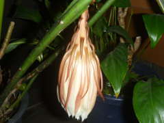 月下美人の花がら