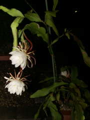 月下美人の開花