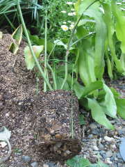 月下美人の植え替え