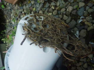 �L�_�`�A���G�̍��l�܂�