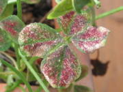 葉ダニの被害(ブラッククローバー)