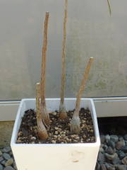 �{�g���c���[�i�؂�߂��j