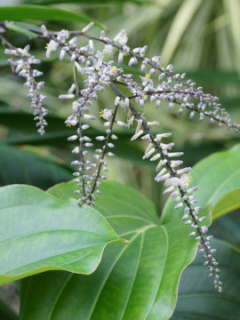 コルディリネ・ストリクタの花