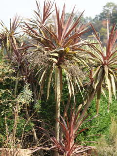 コルディリネ・オーストラリス