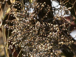 コルディリネ・オーストラリスの実