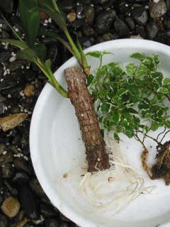 コルディリネ・フルティコサの苗