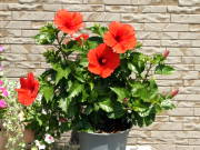 ハイビスカスの開花