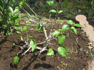 ハイビスカスを庭へ植え付け