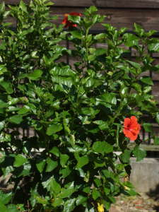 庭植えのハイビスカス