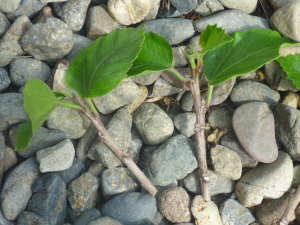 ハイビスカスの挿し穂