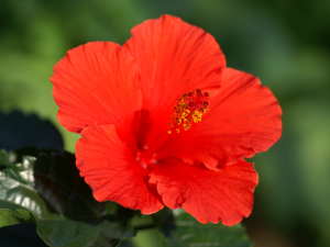 ハイビスカス(レッドスター)