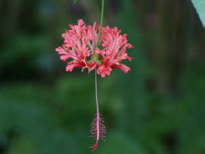 フウリンブッソウゲ