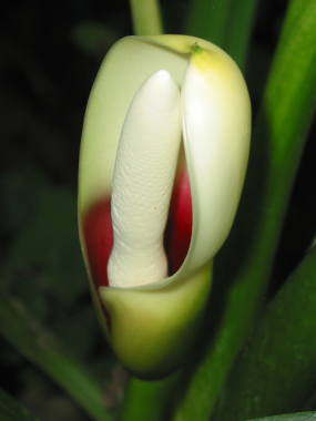 ホテイカズラの花序