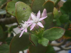 ���̂Ȃ�؂̉�