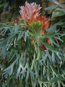 �E�B�����L�[