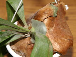 �r�t���J�c���̒����t