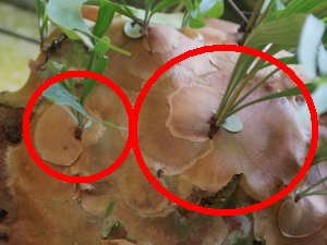 �R�E���������i�r�J�N�V�_�j�̊�����