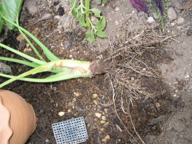 クワズイモの挿し木(約2カ月後)