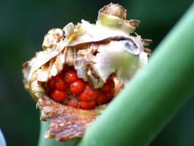 クワズイモの実