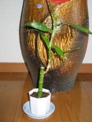 �A���ւ���i�~���I���o���u�[�j