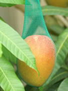 �l�b�g�ɗ������ʎ��i�}���S�[�j