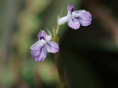 �}�����^�̉�