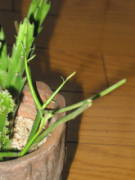 �~���N�u�b�V���̑}����