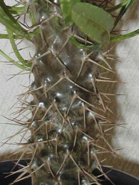 �p�L�|�f�B�E���̞�