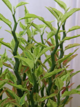 �y�f�B�����T�X