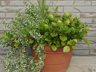 �O���x���ƃv�~���Ȃǂ̊񂹐A��