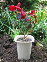 越冬後の春(ポインセチア)