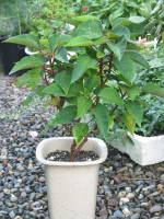 切り戻して4ヶ月後(ポインセチア)