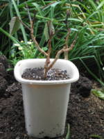 切り戻し(ポインセチア)