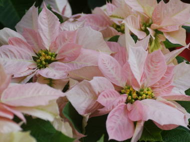 ポインセチア・プリンセチア