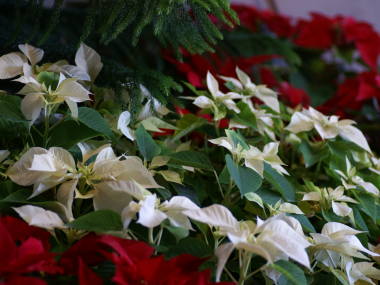 白いポインセチア