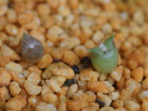 �T�{�e���̔���