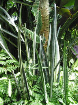 シロシマチトセラン