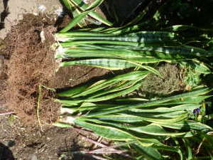 サンスベリアの株分け