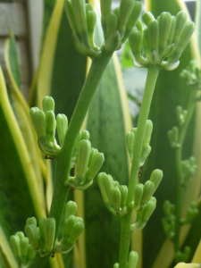 サンスベリアの蕾