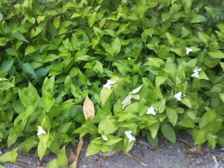 雑草化したトラデスカンチア・フルミネンシス