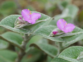 トラデスカンチア・シラモンタナの花