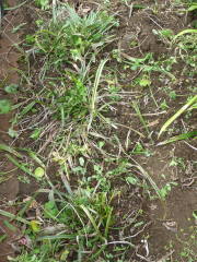 刈り込み後(ヤブラン)