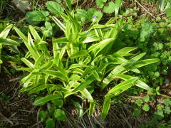 刈り込み後の新しい葉(ヤブラン)