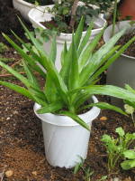 8����{�ɔ��グ�i���b�J�E�G���t�@���e�B�؃X�j