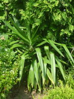 ��A���̃��b�J�E�G���t�@���e�B�؃X