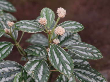 �s���A�E�J�f�B�G���C�̉�